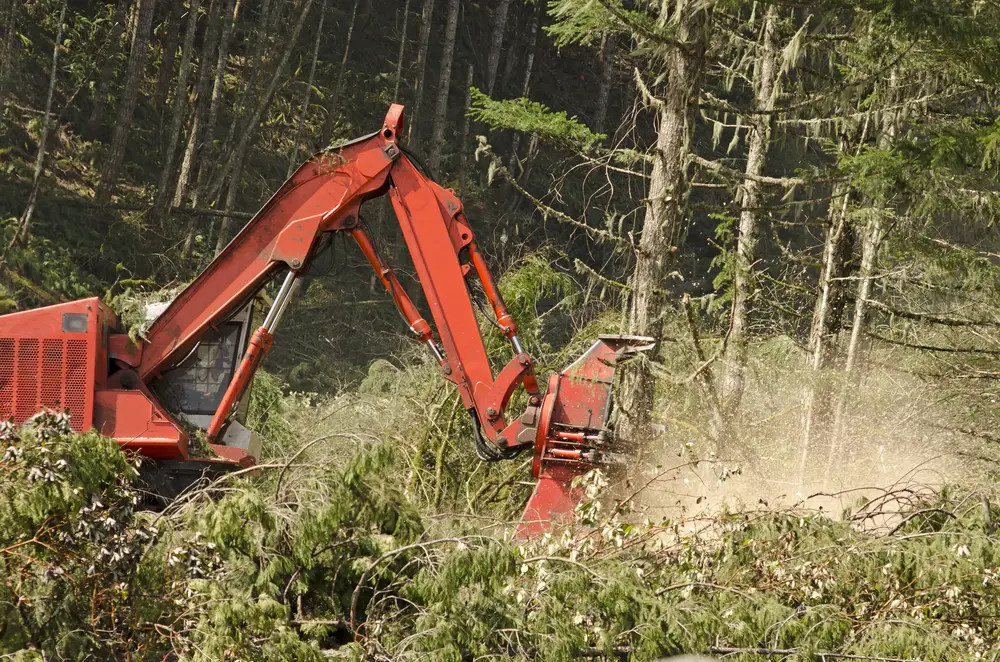 feller buncher